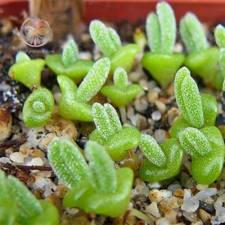 ساکولنت گوش خرگوشی از روبرو