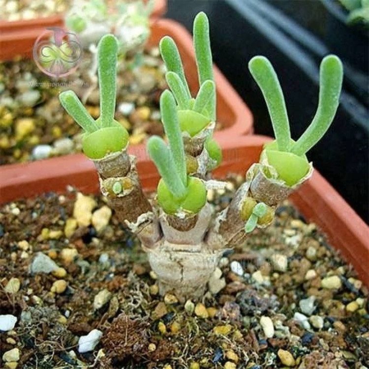 گلدان ساکولنت گوش خرگوشی