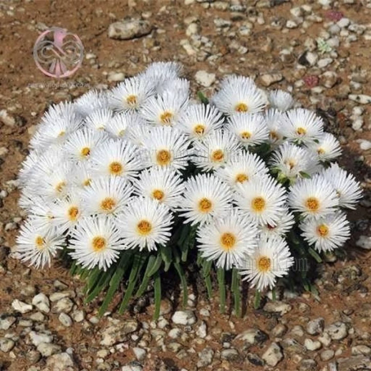 گل ساکولنت گوش خرگوشی