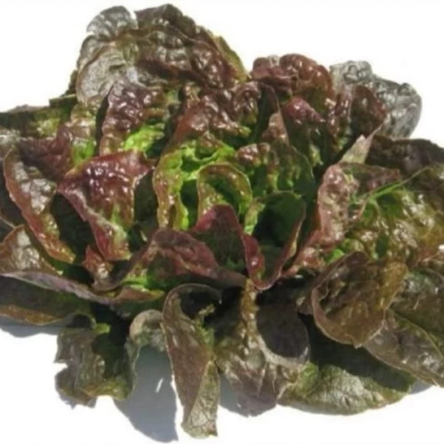 کاهو برنز میگنونت