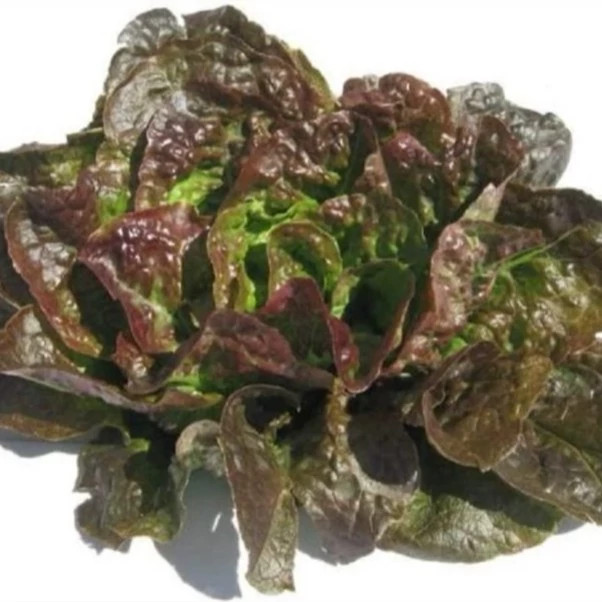 کاهو برنز میگنونت