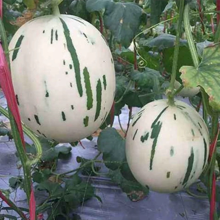 بوته خربزه شهاب سفید