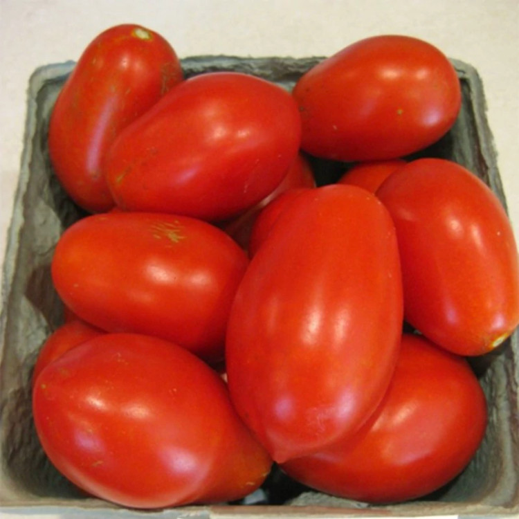 گوجه فرنگی پومودورو