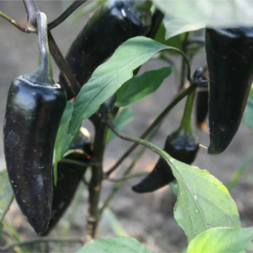 بوته فلفل کوبانله سیاه