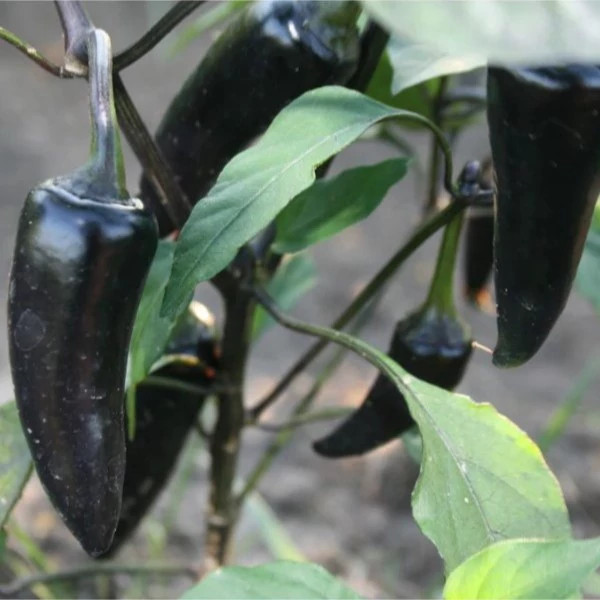 بوته فلفل کوبانله سیاه