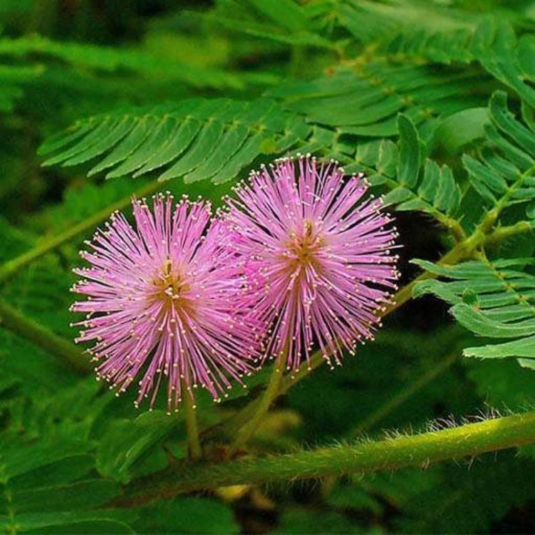 گل قهر و آشتی گلدانی