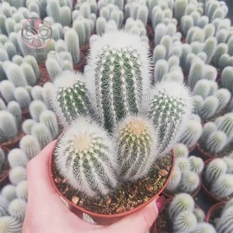 بذر کاکتوس اسپوستوا میرابیلیس 10 عددی