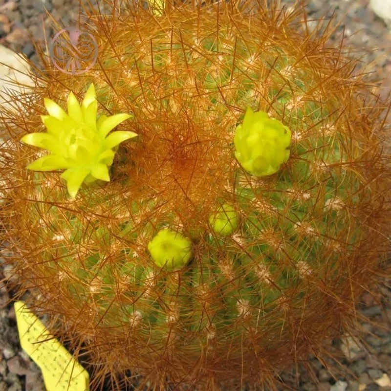 بذر کاکتوس اورویا بورچرسی 10 عددی