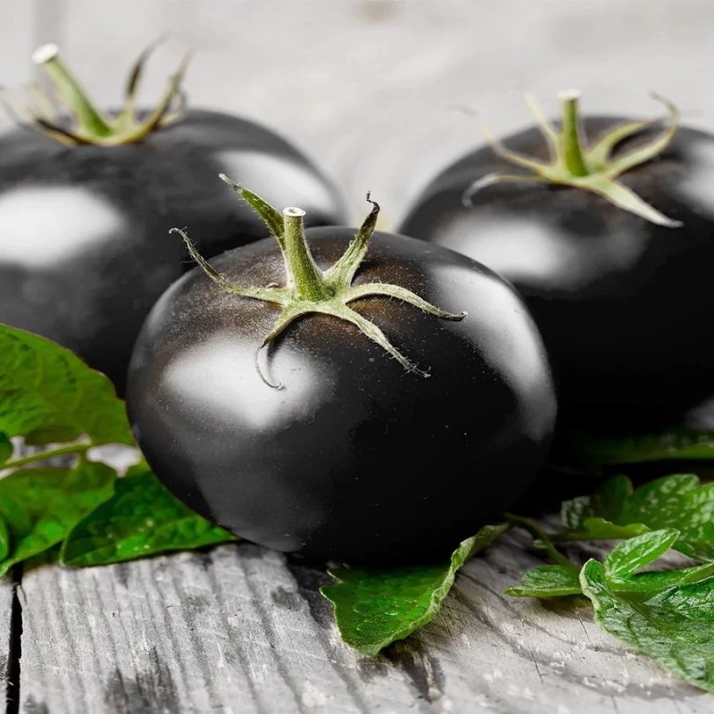 شاخه گوجه چری مشکی ارگانیک