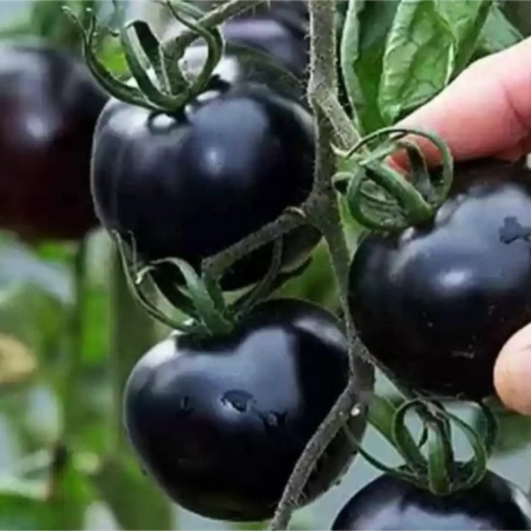 گوجه چری مشکی ارگانیک