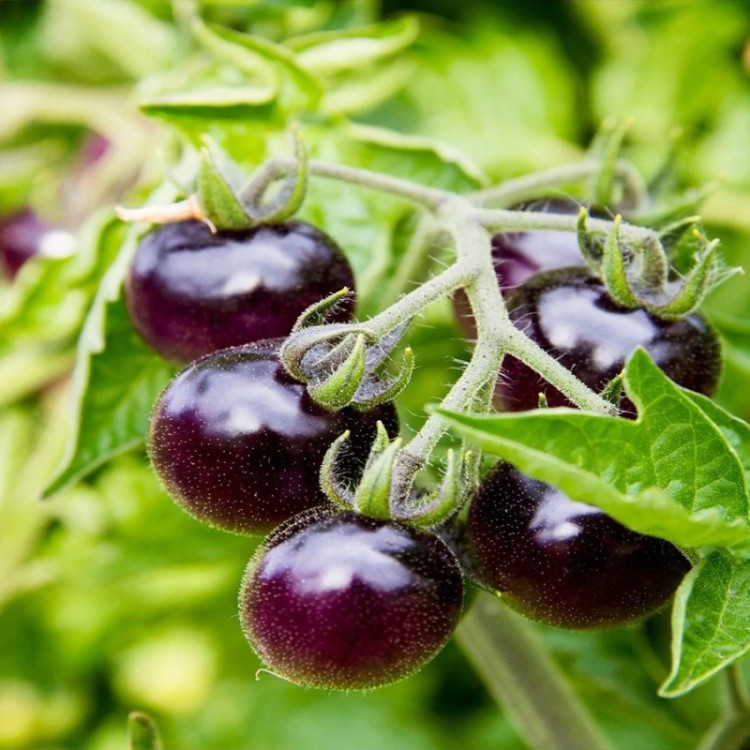 بوته گوجه چری مشکی ارگانیک