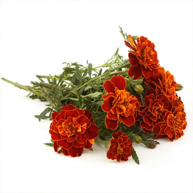 گل جعفری مینیاتوری قرمز کبود