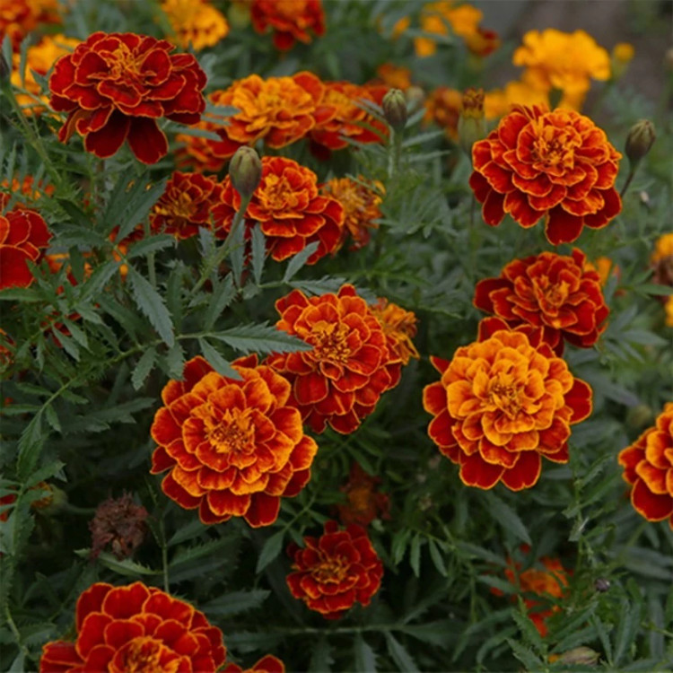 شاخه گل جعفری مینیاتوری قرمز کبود