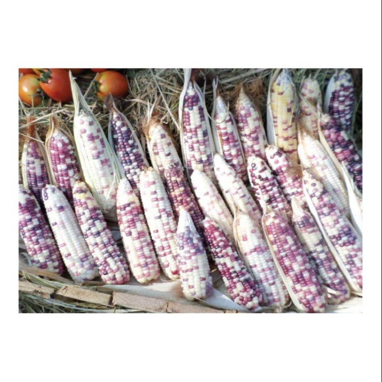 ذرت بنفش و سفید میکس