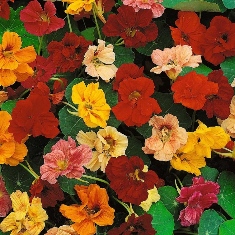 گل لادن الوان