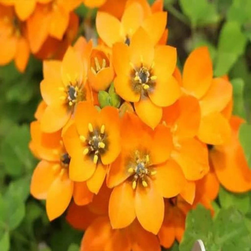 گل ستاره ای پا کوتاه پرگل نارنجی