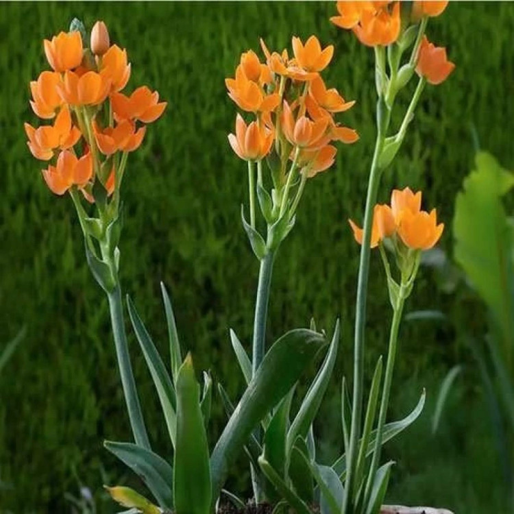 شاخه گل ستاره ای پا کوتاه پرگل نارنجی