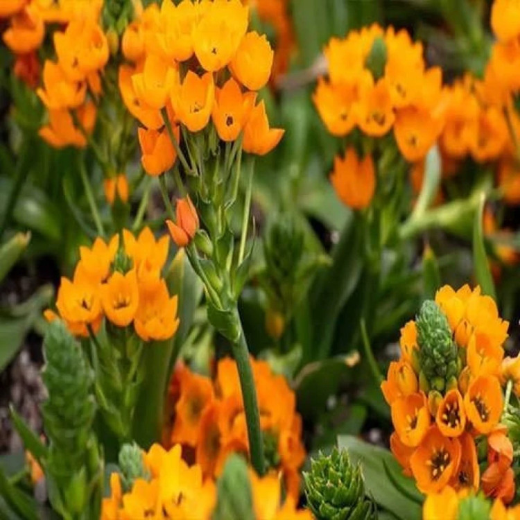 بوته گل ستاره ای پا کوتاه پرگل نارنجی