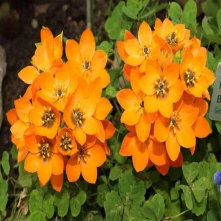 گل ستاره ای پا کوتاه پرگل نارنجی از نزدیک
