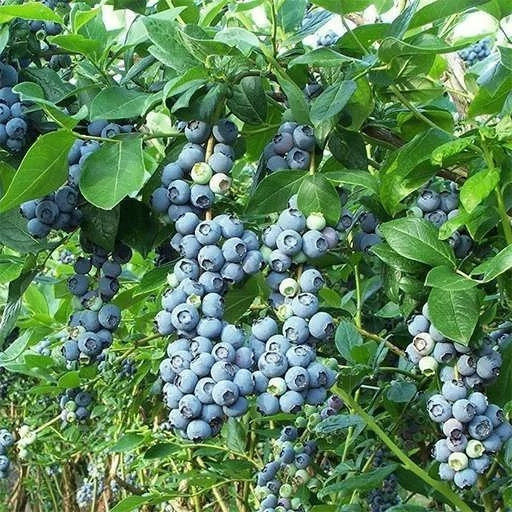 بوته بلوبری بیلوکسی