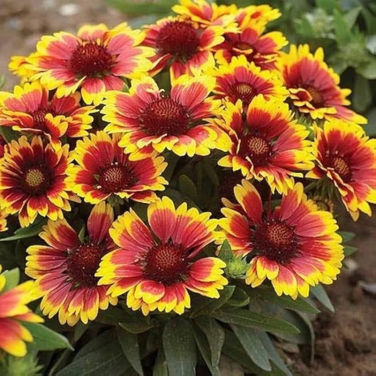 رعنا زیبا پرپر