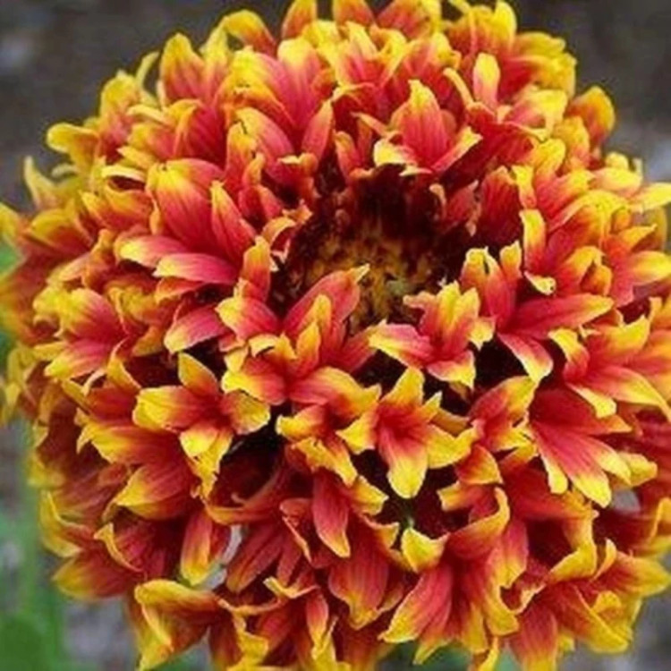 بوته رعنا زیبا پرپر