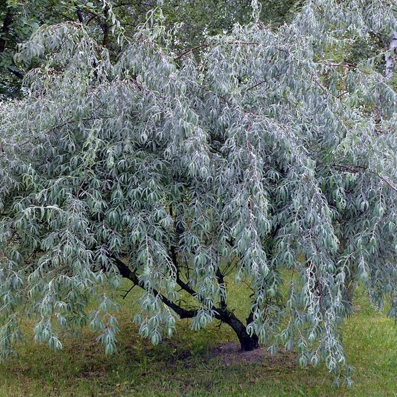 بذر  درخت سنجد 10 عددی
