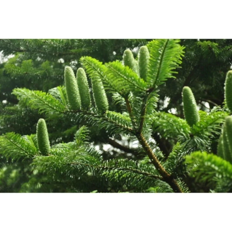 برگ کاج نراد آلبا