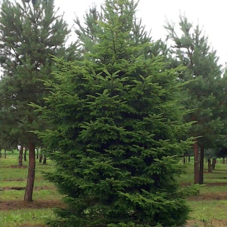 درخت کاج نراد آلبا