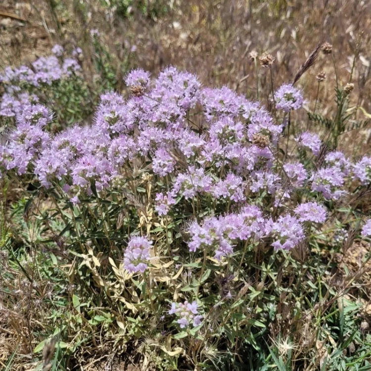 بوته آویشن برگ باریک