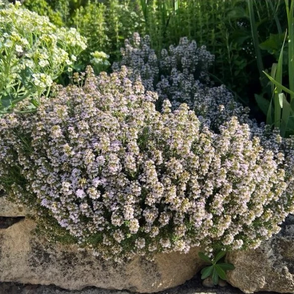 آویشن برگ باریک