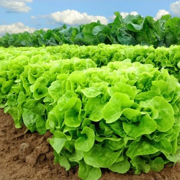 بوته کاهو پیچ کره