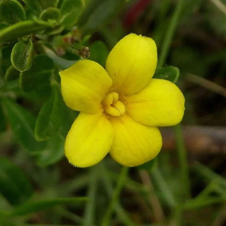 گل یاسمن زرد