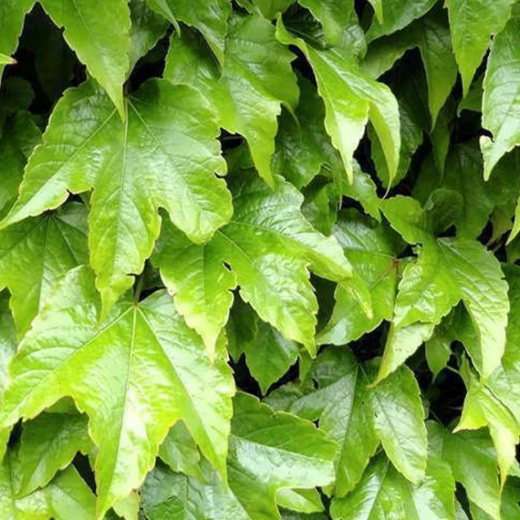 گیاه پیچک ژاپنی