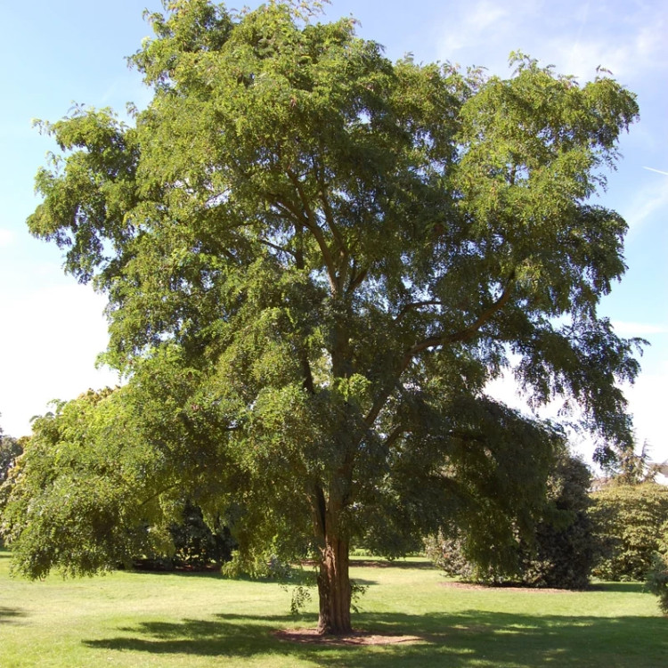 درخت اقاقیا