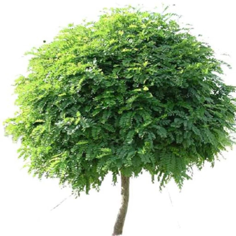 درخت اقاقیا از روبرو