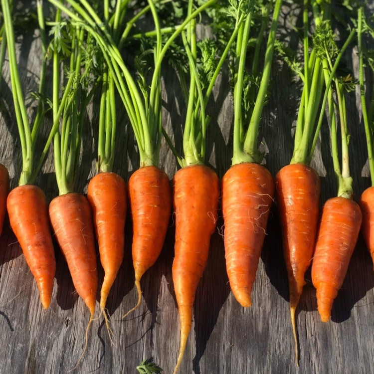 هویج دانورس