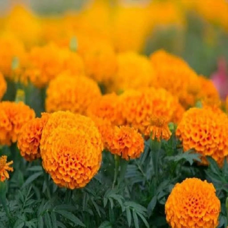 گل جعفری پابلند پرپر گل درشت نارنجی