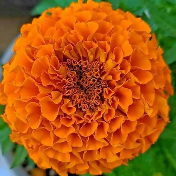 گل جعفری پابلند پرپر گل درشت نارنجی ار نزدیک