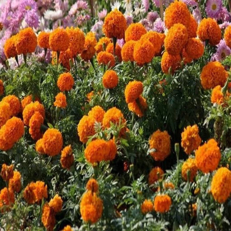 باغچه گل جعفری پابلند پرپر گل درشت نارنجی