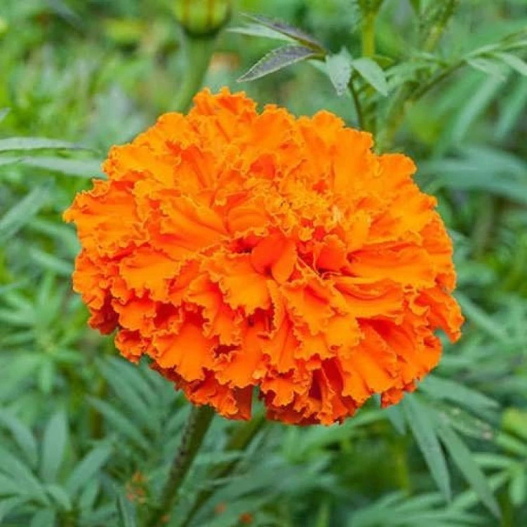 شاخه گل جعفری پابلند پرپر گل درشت نارنجی