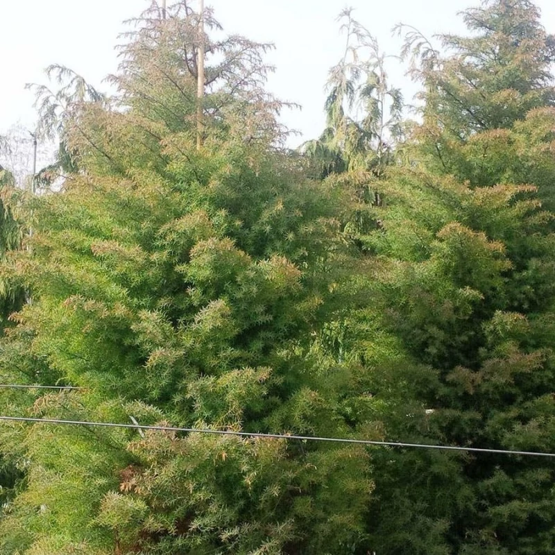 ردیف درخت های سدر ژاپنی