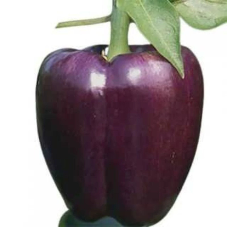 فلفل دلمه ای ارغوانی از روبرو