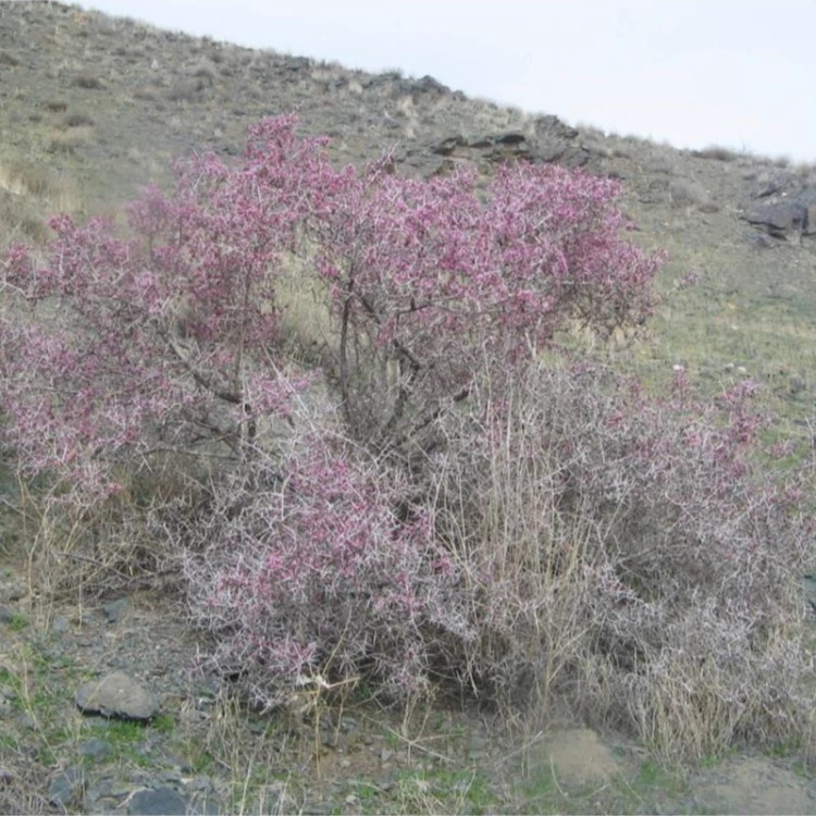 درختچه بادام تنگرس