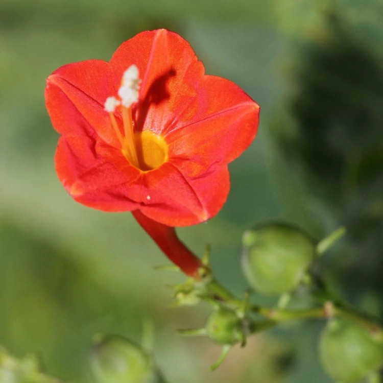 گل نیلوفر قرمز