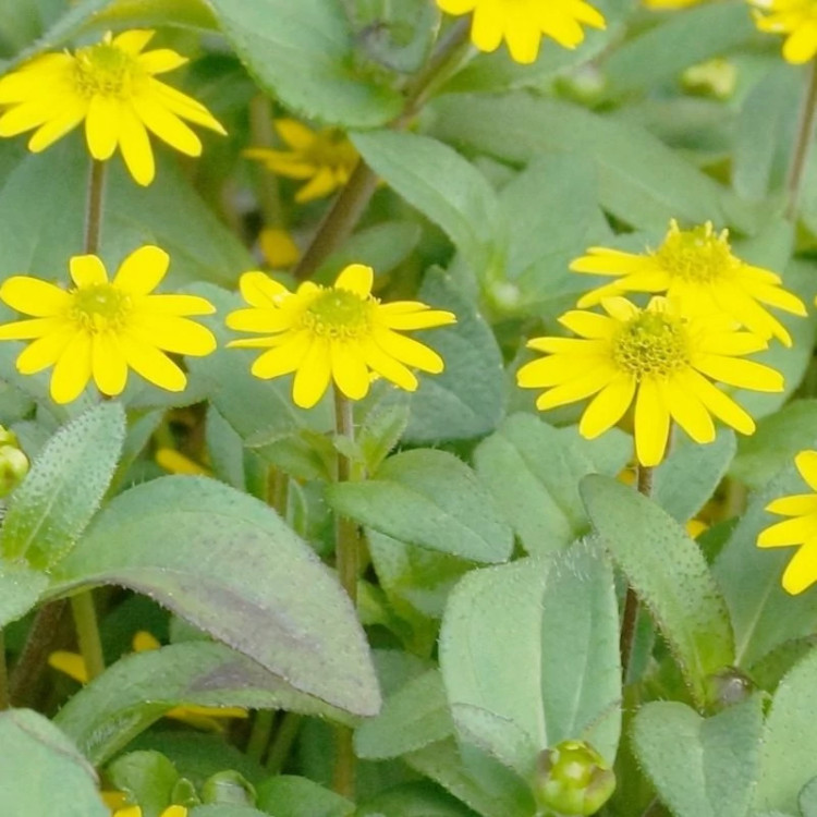 آهار مکزیکی پاکوتاه گل ریز