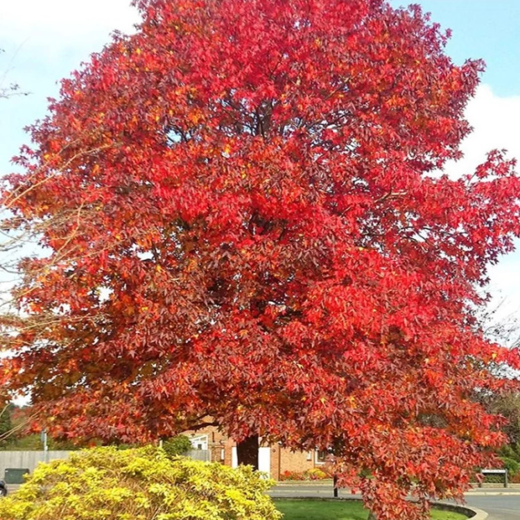 درخت عنبر سائل