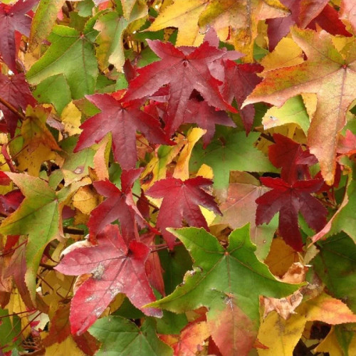 گل درخت عنبر سائل