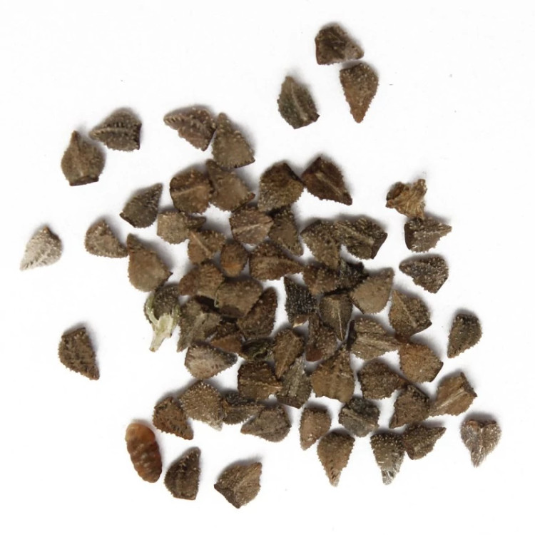بذر شکرتیغال