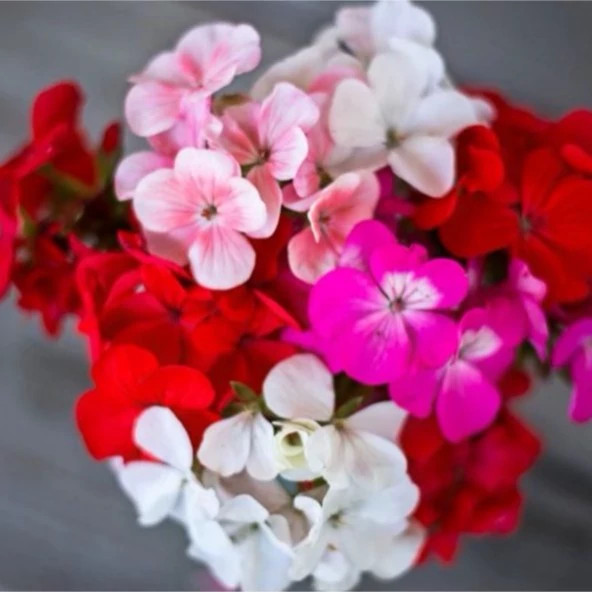 شمعدانی میکس